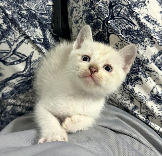 Can we chat? 😂🐾 🐈