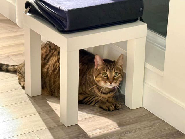 The large Boubou from our shelter is now in a foster home. He claims to be 30 pounds of “muscle.” He’s beginning a new journey, and we’re hopeful he can shed some weight and improve his health ❤️❤️❤️