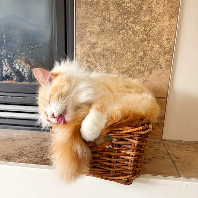 Stevie - maintaining her tail hygiene