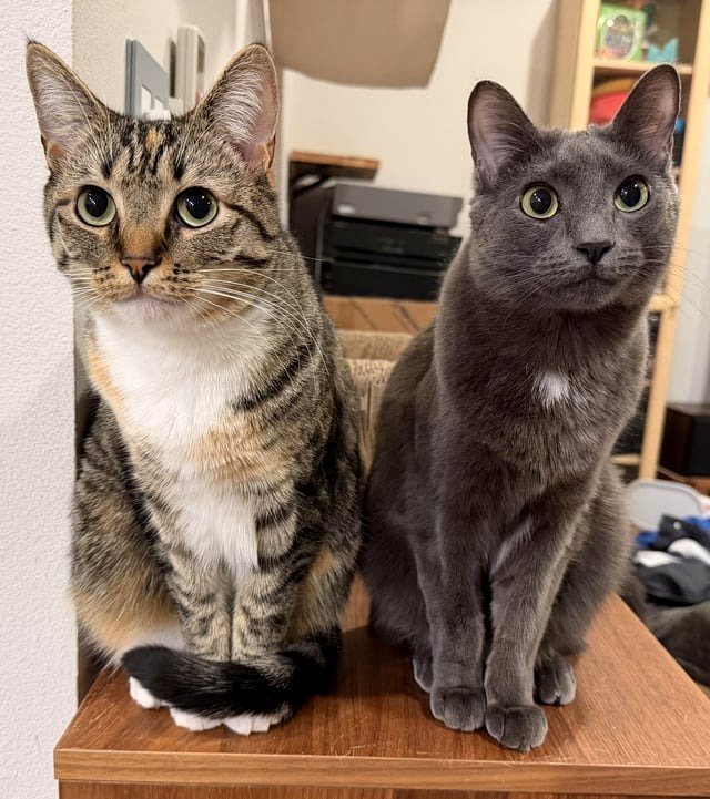 My two young girls anticipating their meal