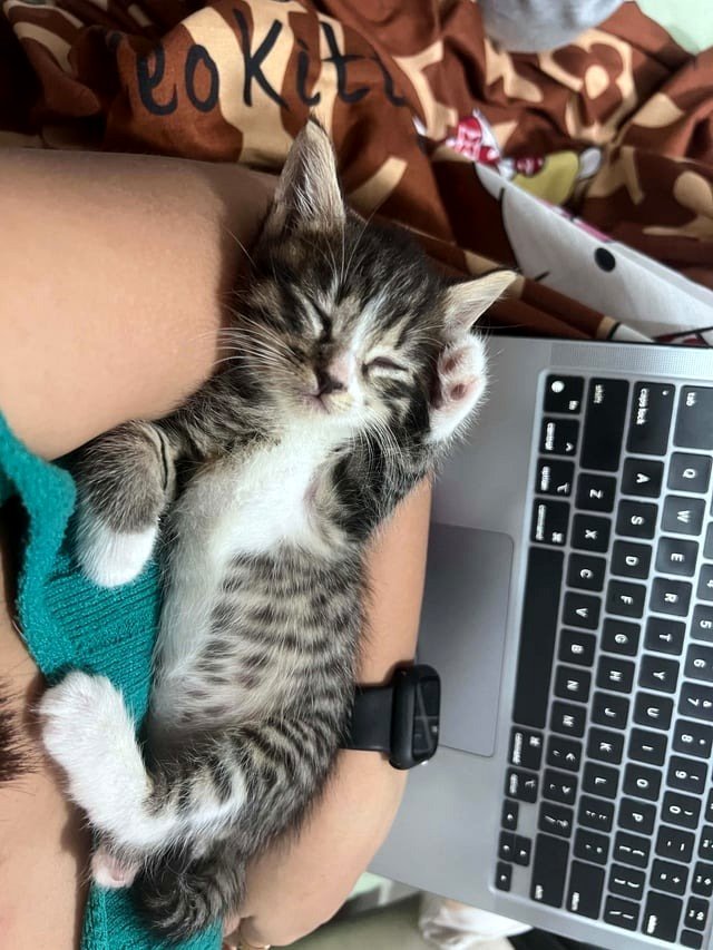 I'm busy. He isn't 😂🐾🐈