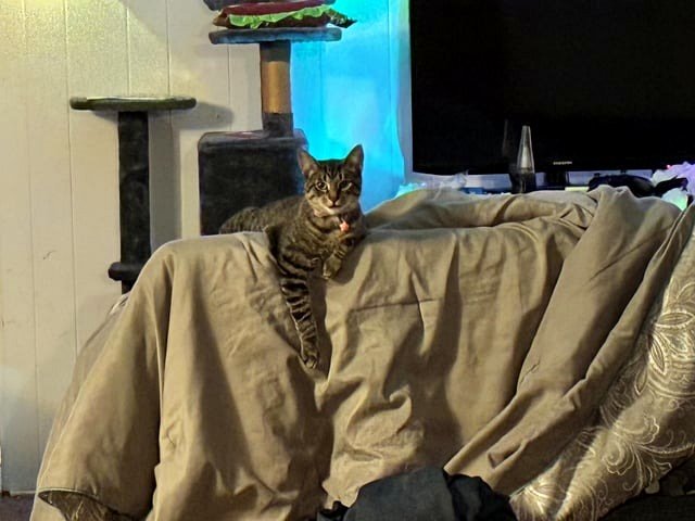 After taking the garbage to the dumpster, she leaped into my car. I have been selected.