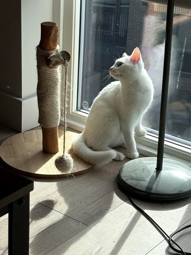 Dolly is incredibly photogenic.