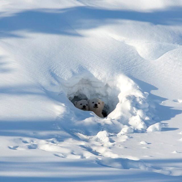 🔥Polar bear cubs remain in the den (by @polarbearsinternational)