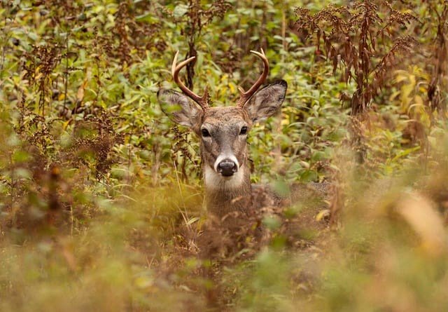 White-tailed Deer in a field