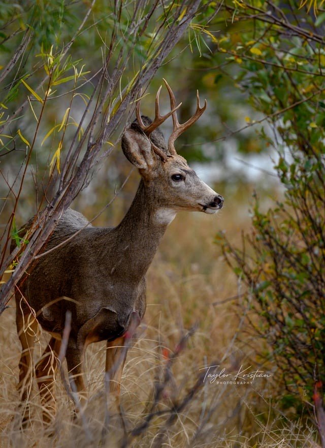 Juvenile mule deer close to the river.