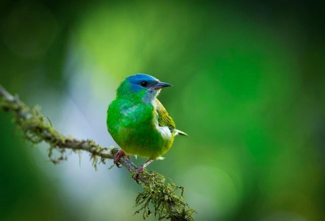 Female Blue Dacnis relaxing on her preferred branch
