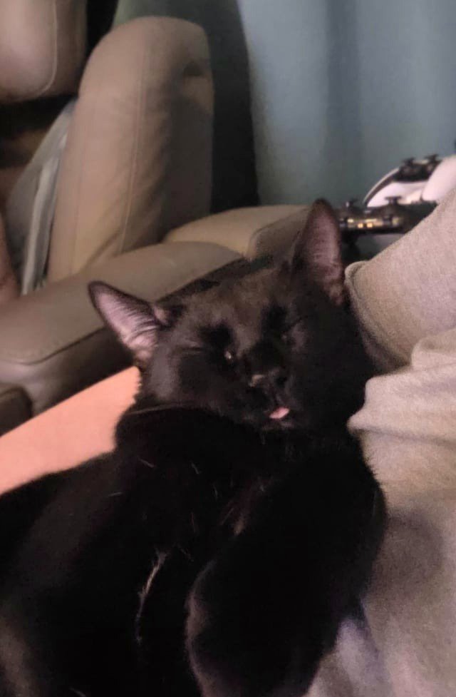 My latest void Nyx. And her blep.