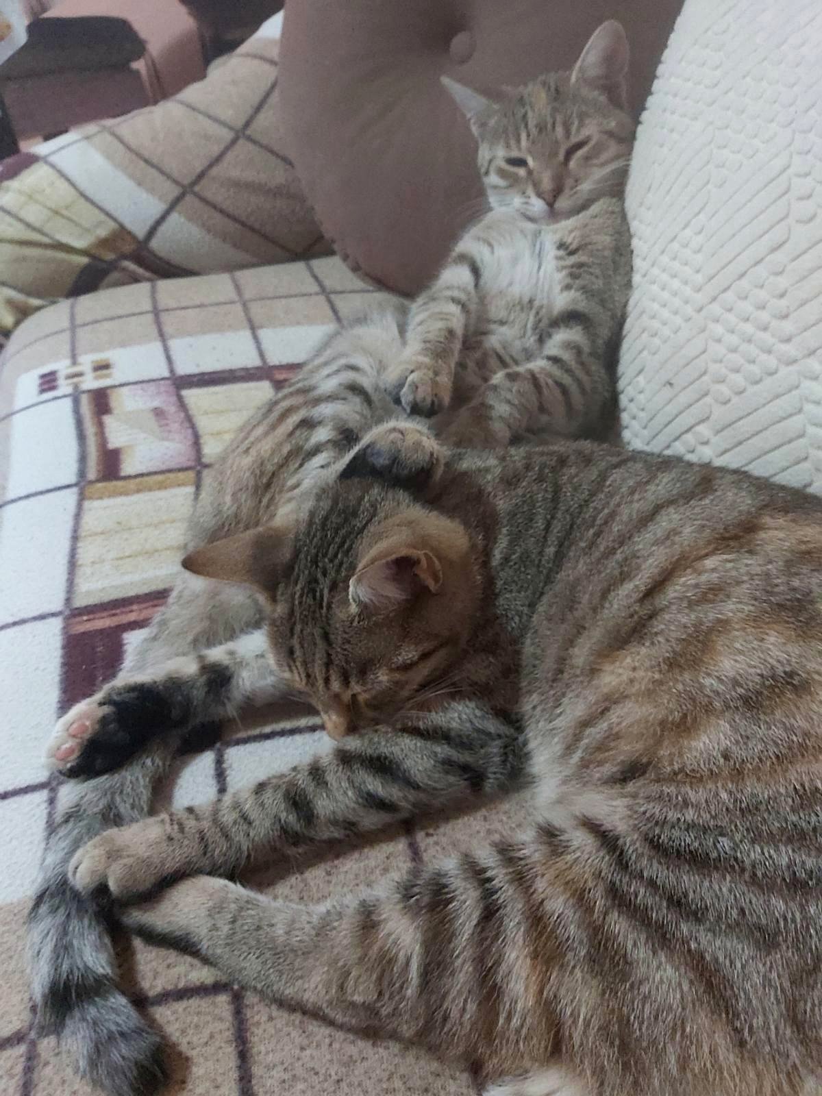 Valentina and Žozefina rescue cats.