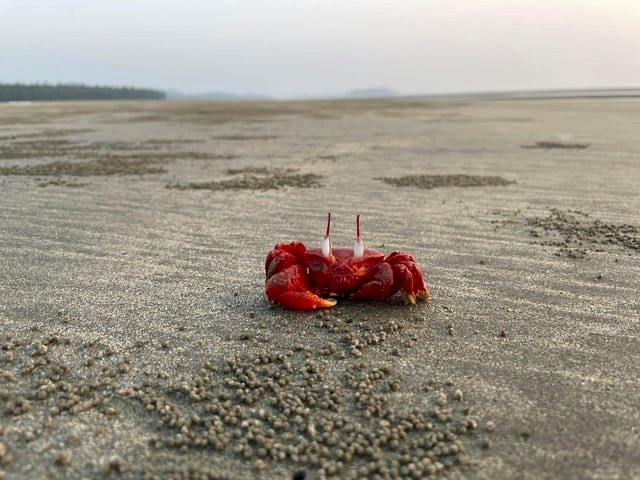 Crimson ghost crab alongside its sand grains, Cox's Bazar, Bangladesh