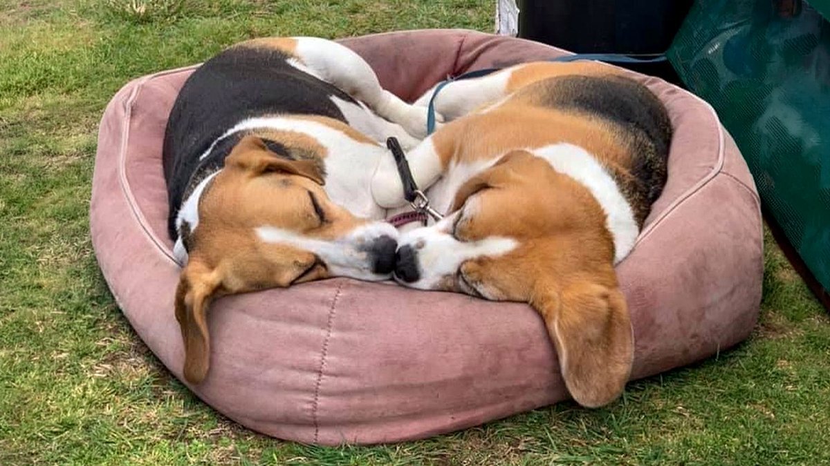 40 Adorable Sleeping Puppies That Could Melt Your Heart, According to This Page