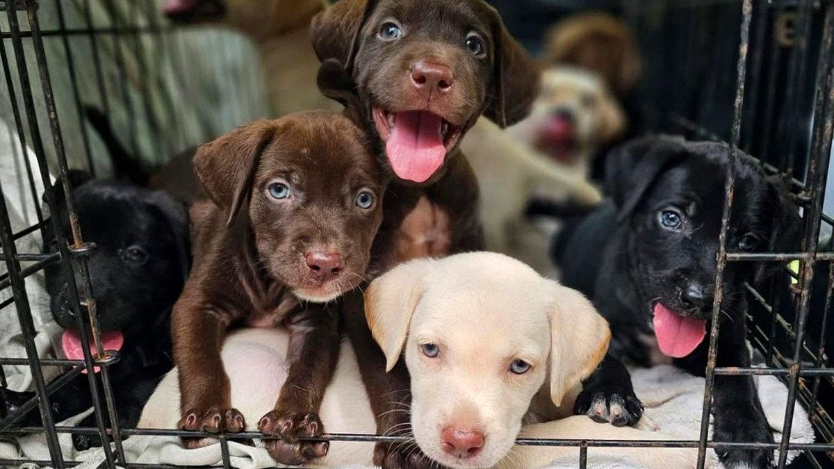 50 Cute Abandoned Puppies Receive New Beginnings Through the “All Sato Rescue” Organization