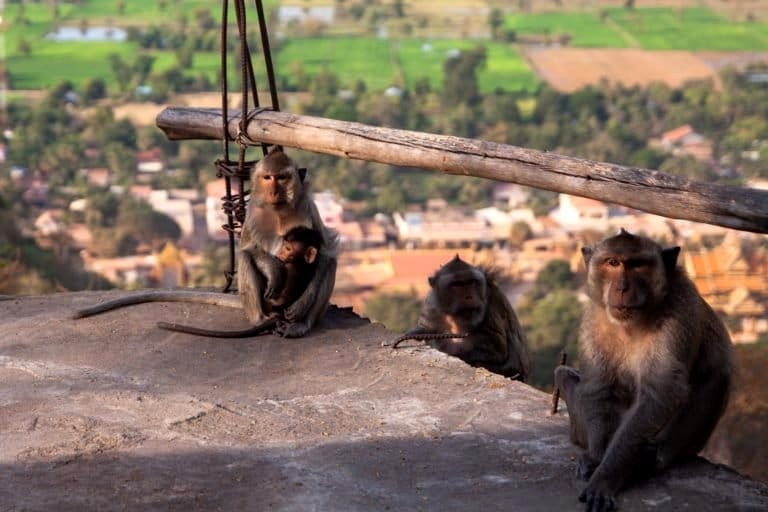 Cambodia was instructed to address its monkey trade. Authorities claim it has yet to do so.