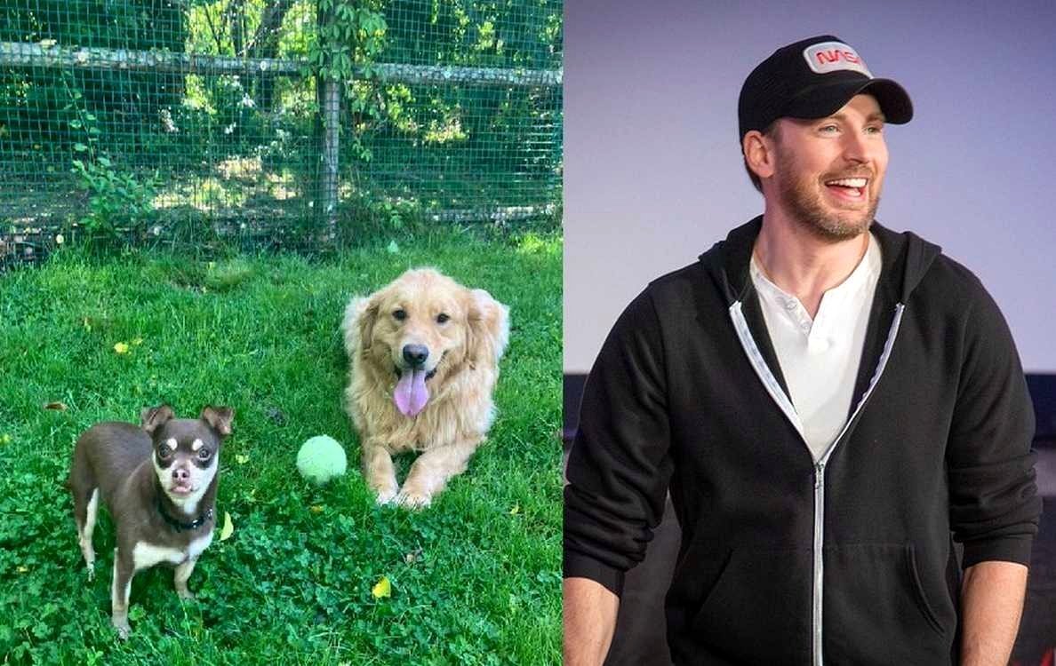 Chris Evans Highlights a Pair of Affectionate Dogs in Adorable Video, Quickly Leads to Their Adoption