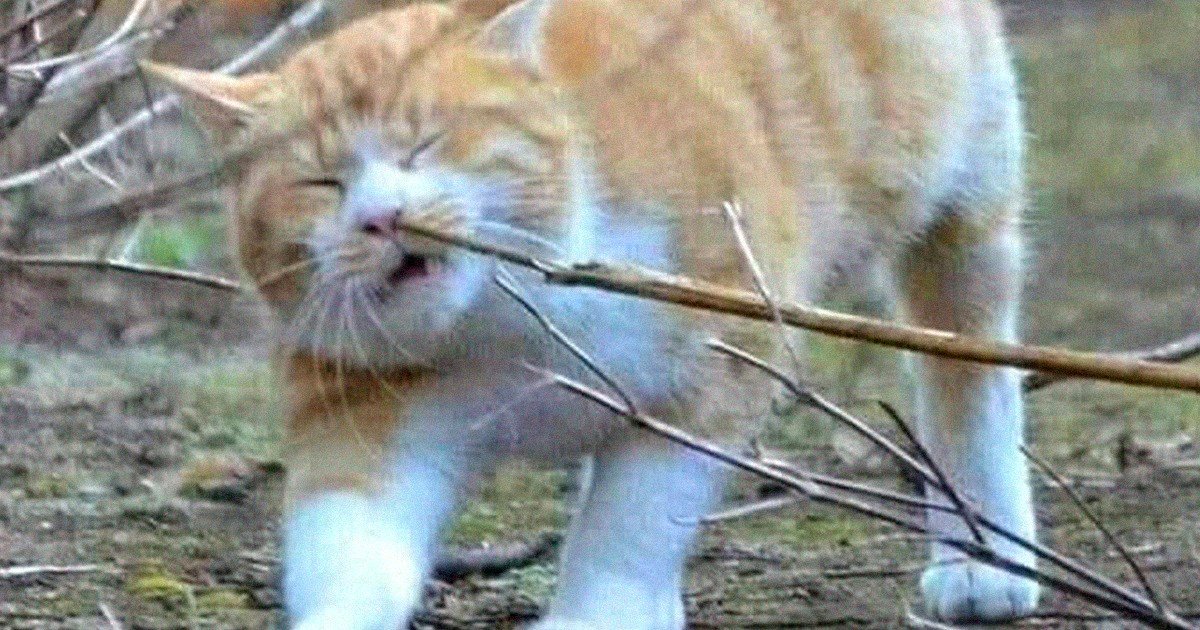 50 Instances Where Cats Had Such 'Strong Auras' That Their Owners Couldn't Resist Taking a Photo