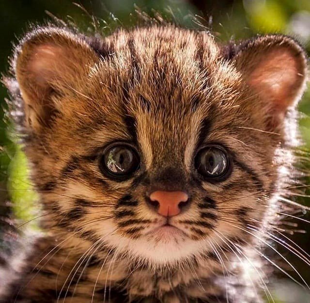 The Oncilla Kitten Also Known as the Tiger Cat
