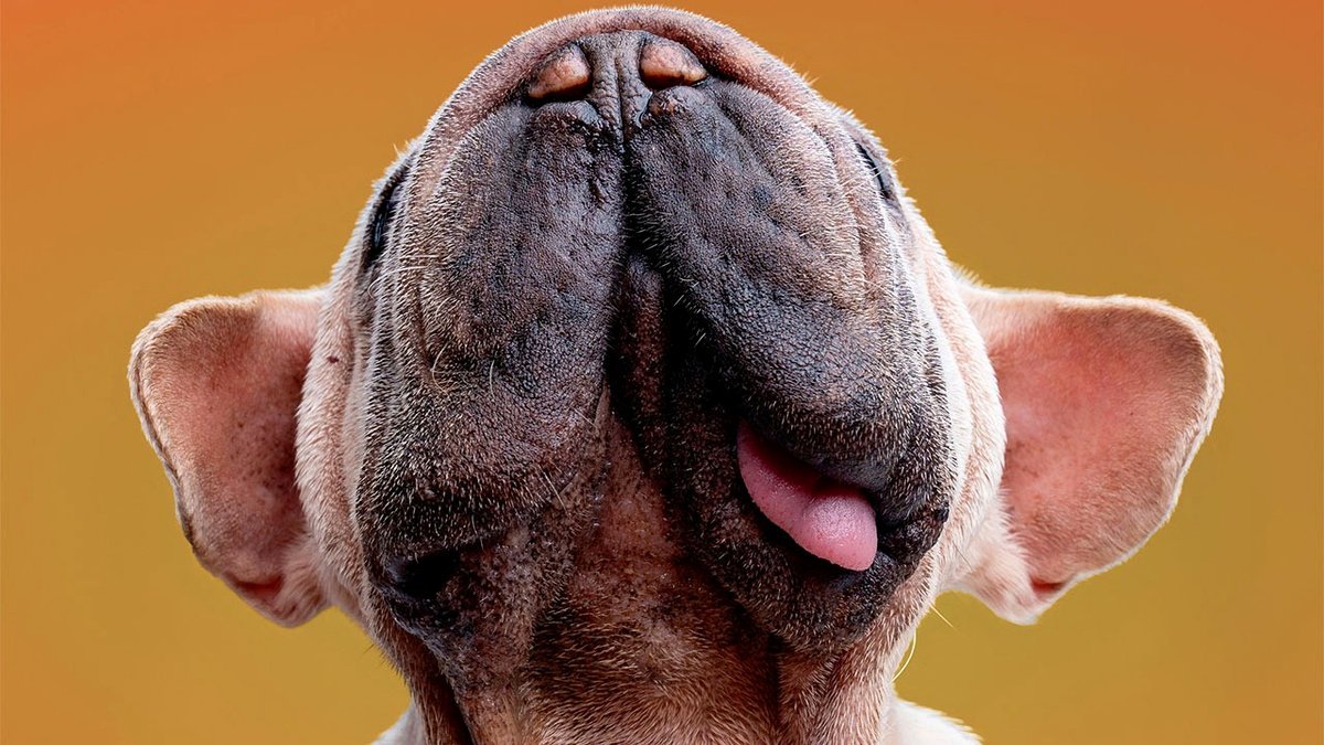 Dog Photographer Reveals 19 Hilarious Outtakes of Mork, a Rescue Dog with a Memorable Face