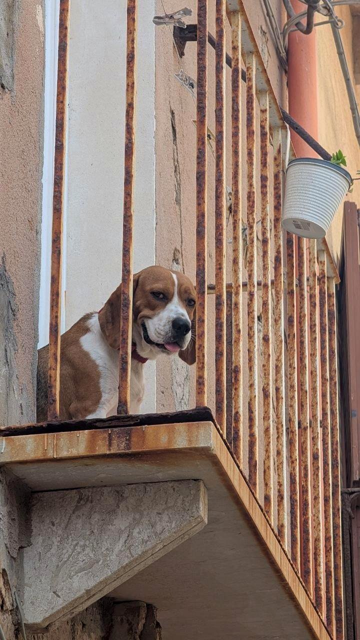 [OC] Highly sarcastic-looking dog seen on a balcony in Italy
