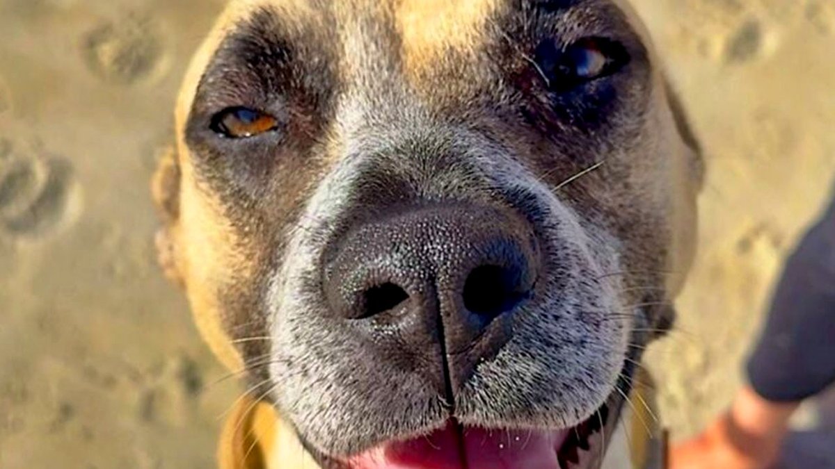 39 Dogs Rescued Who Appear Transformed After Receiving A Second Chance, Shared By An Animal Shelter