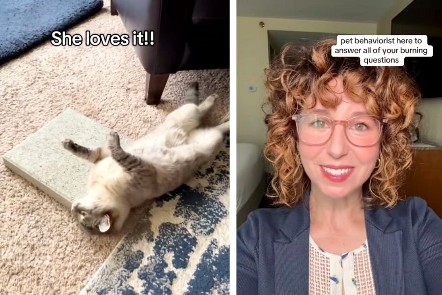 Animal behavior expert discusses the trend of cat owners purchasing concrete slabs.
