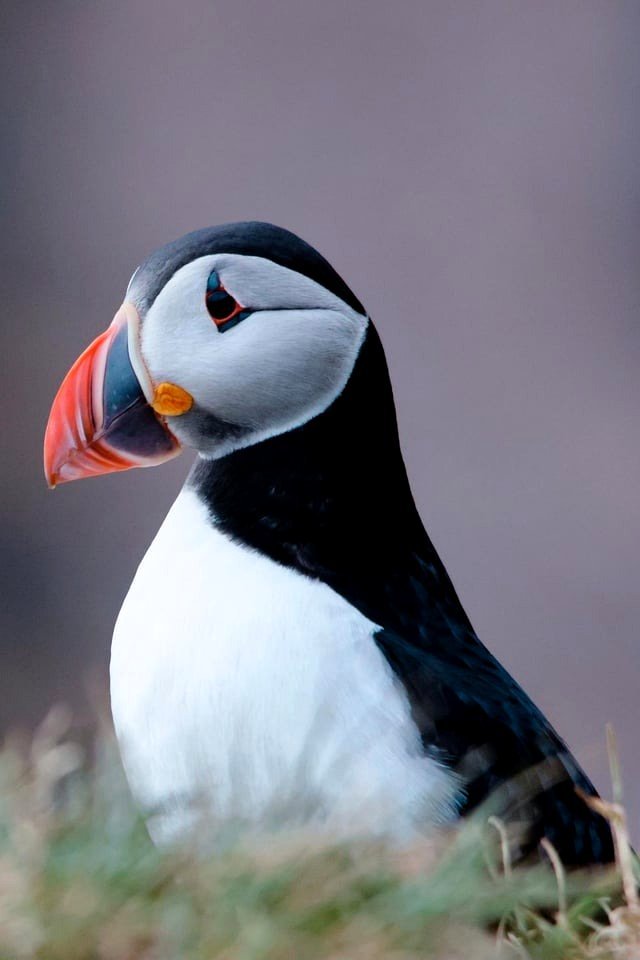 Puffin Tour in Iceland