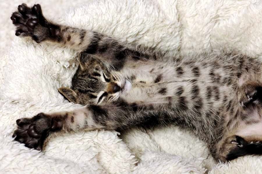 11 'hidden guidelines' that cats want their owners to understand and adhere to