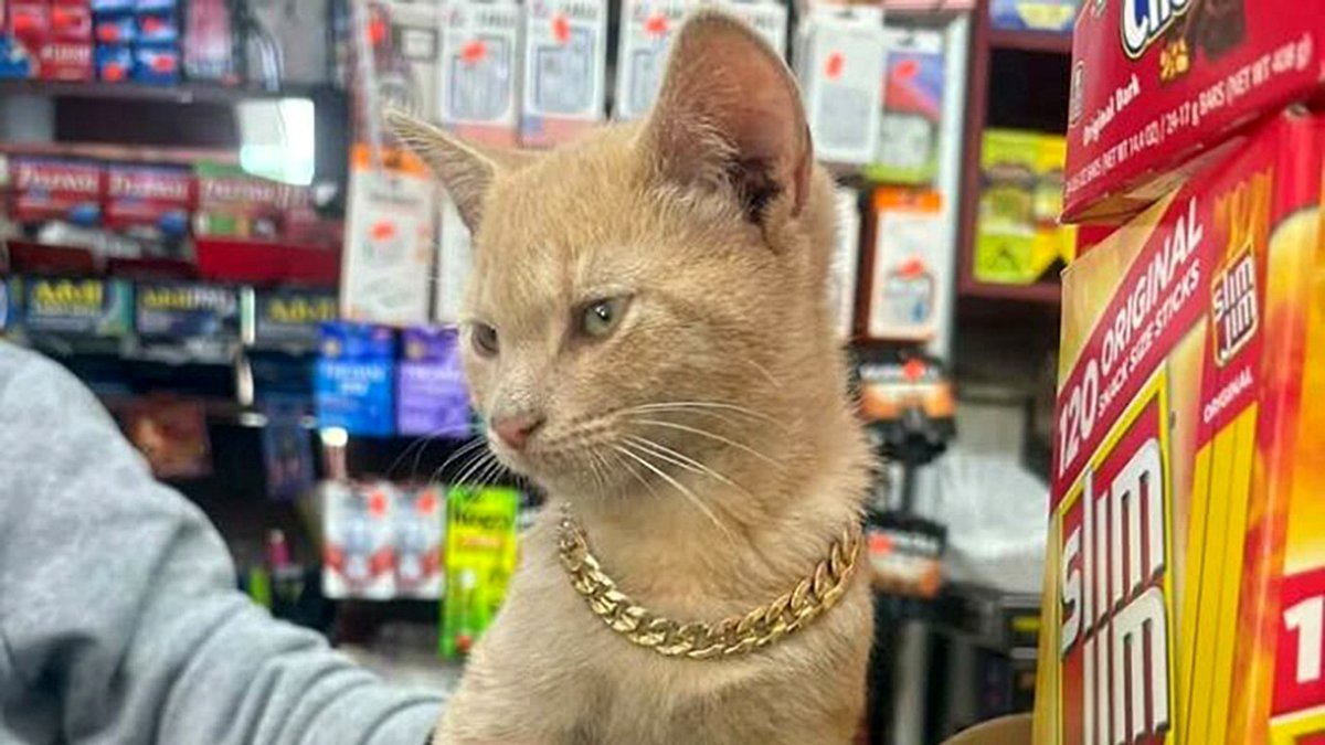New York City's Cherished Bodega Cats Return, Now with Their Own Book (41 New Photos)