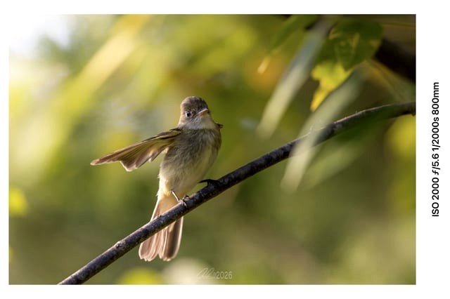 Acadian Pewee