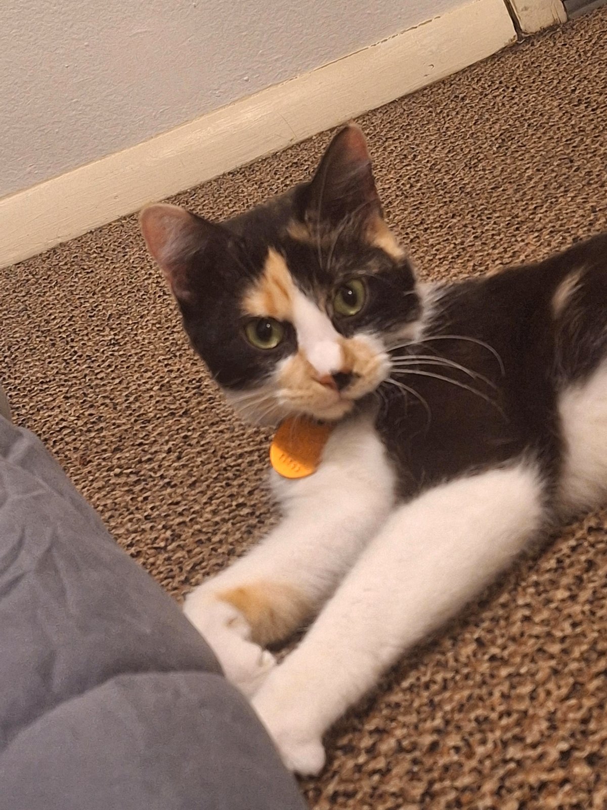 Is owning a spray bottle for cat training considered cruel?