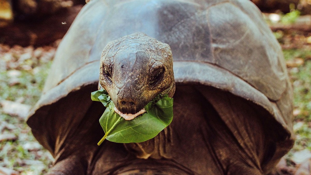 Giant Tortoises on This Isolated Atoll Now Exceed the Human Population of Seychelles