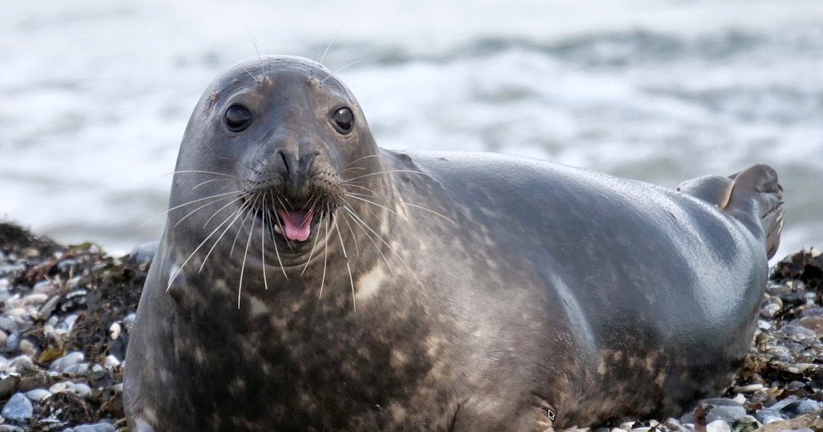 In 1971, a fisherman saved a seal that had been abandoned. Five years later, the seal began to speak English.