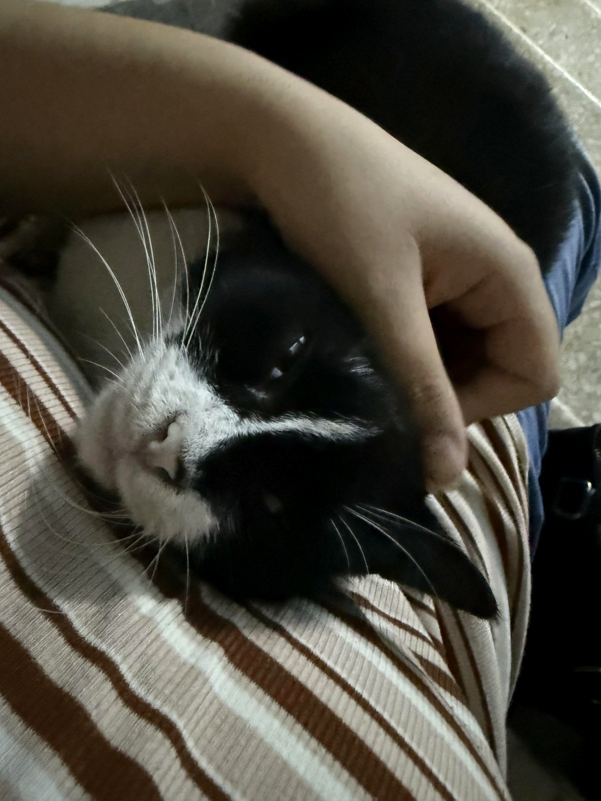 How to handle this loving cat?