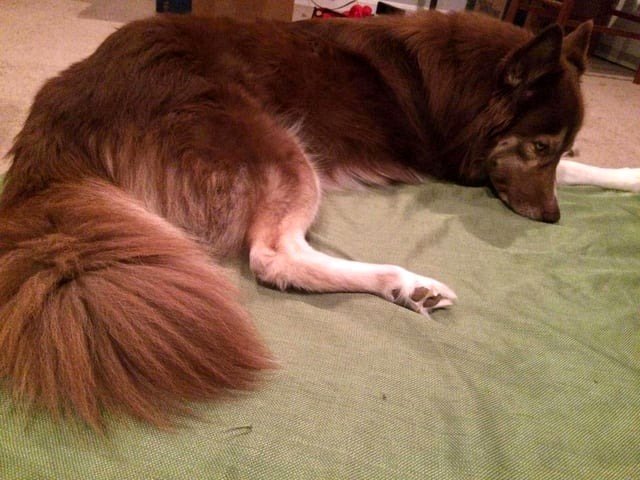 My red husky named Aya Sophia showing off her fluffy fox-like tail