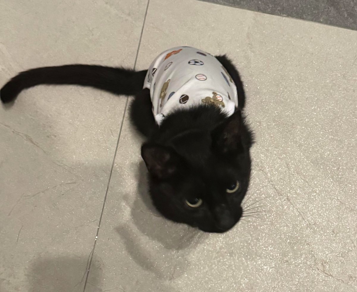 My cat was identified incorrectly by gender.