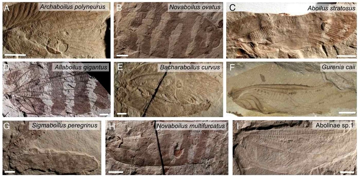 Researchers Reproduced Sounds of Jurassic Insects, Mimicking a 165 Million-Year-Old Soundscape (Listen)