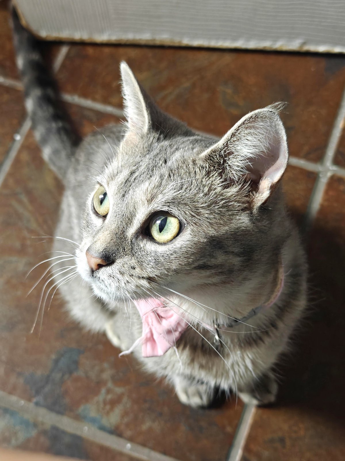 Feral cat