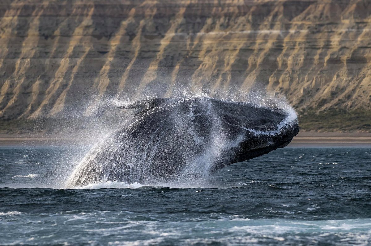 Península Valdés, Patagonia, Argentina: Southern right whale