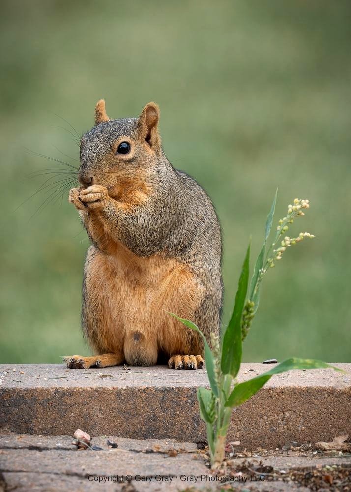 A squirrel that lives in my area.