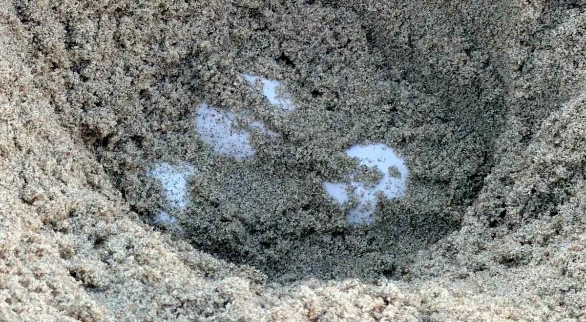 First Documented Sea Turtle Nests on the West Coast of the United States