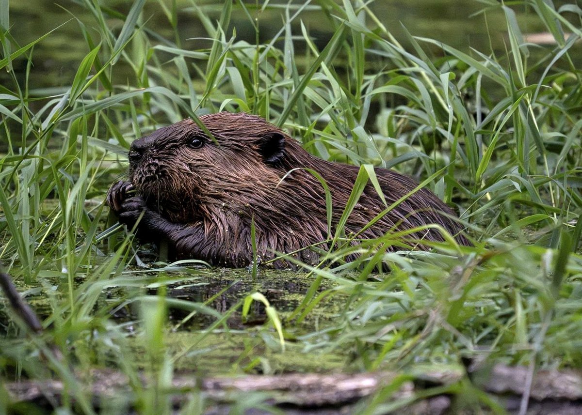Beaver relishing some grass.