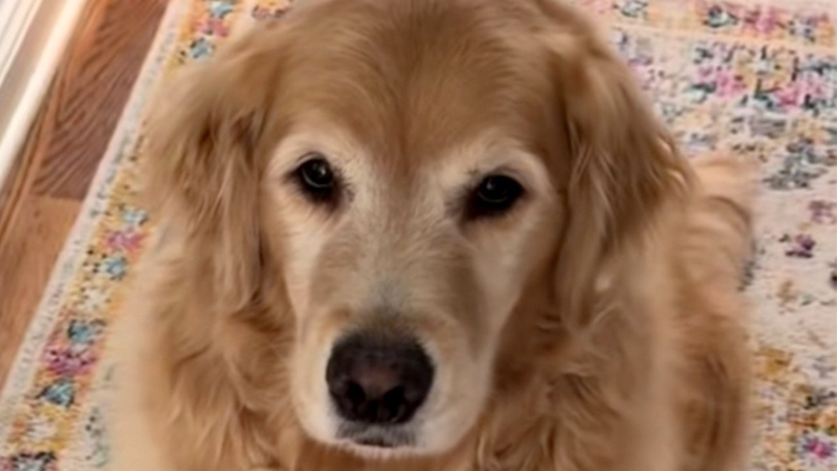 Introducing the Golden Retriever That Delivers ‘Presents’ to Soothe Crying Foster Puppies