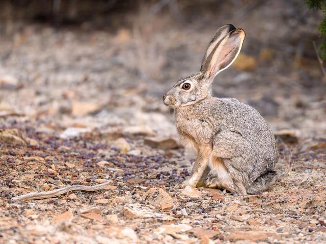 Black-tailed jackrabbit