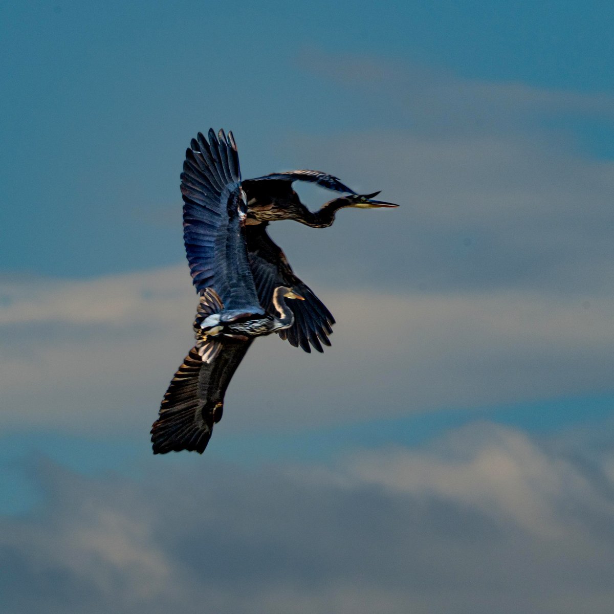 Blue Herons clash in the air