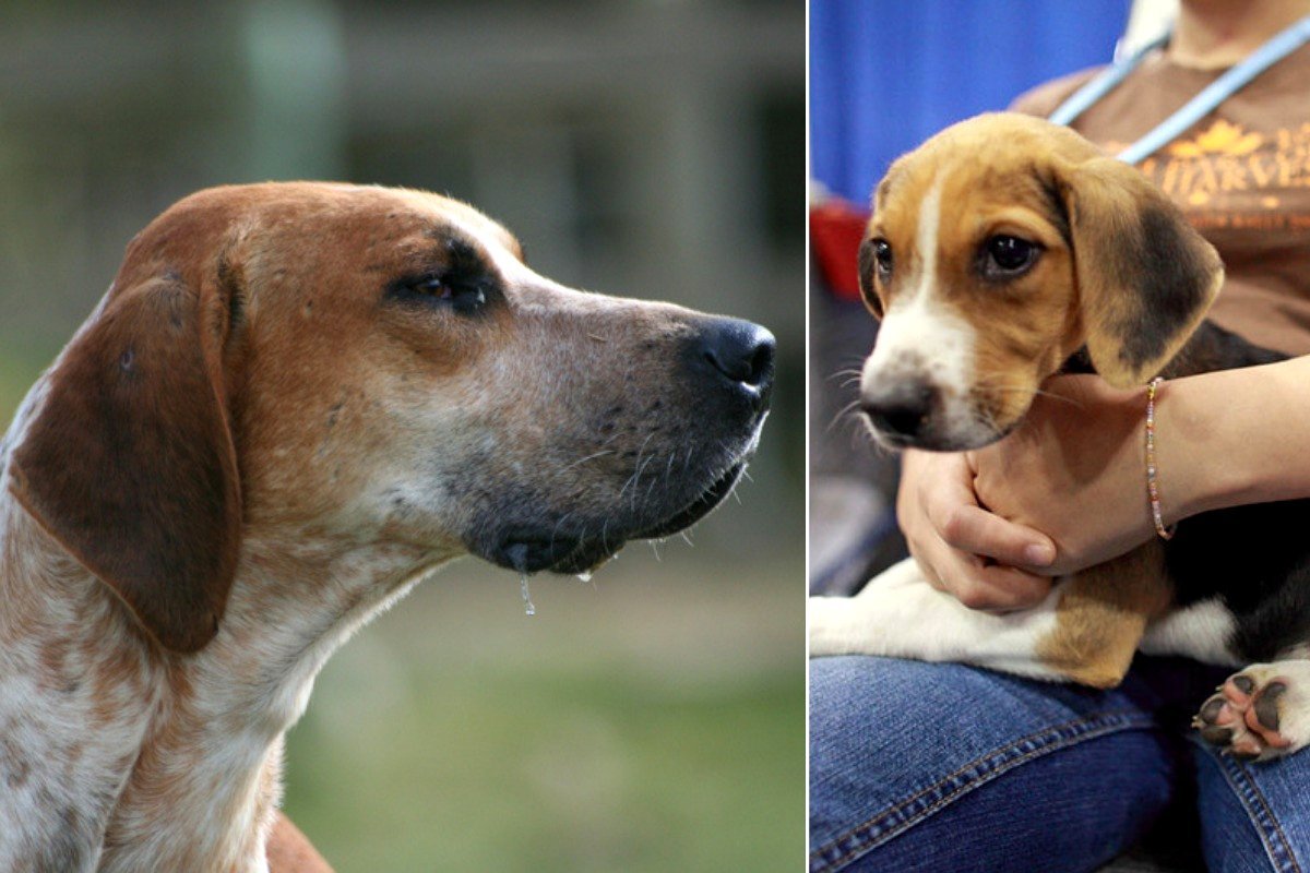 Dog owners reveal the reality of living with America's 'least favored' dog breed.