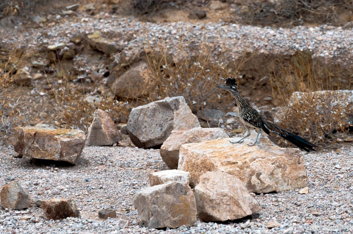 Mojave desert roadrunner atop a boulder