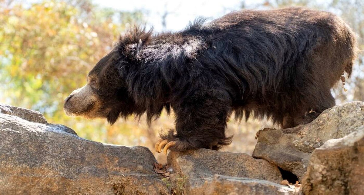 Sloth Bear Renamed by Julia Roberts Thrives After Rescue from India's Dancing Trade