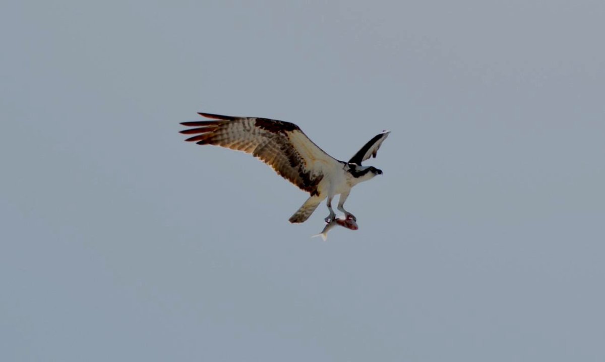 sea eagle