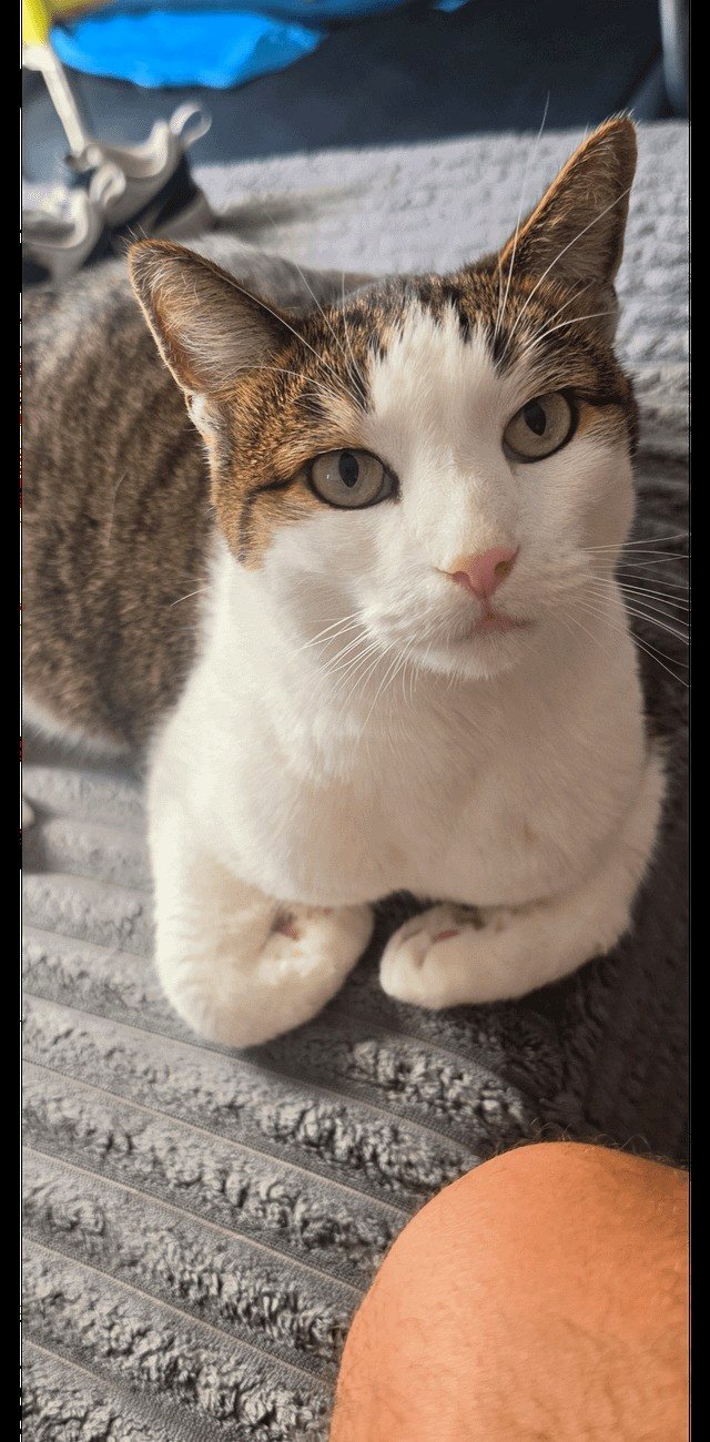 We said goodbye to a friend today. Rest in peace, dear girl.