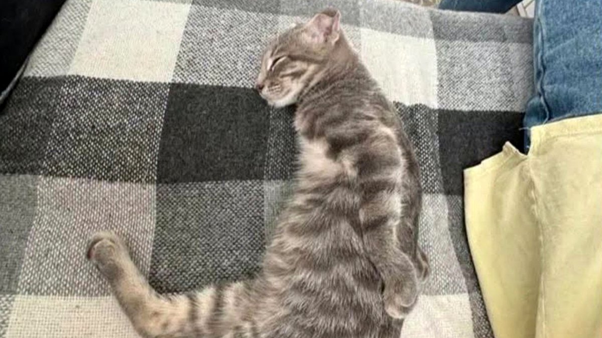 This Page Posted 45 Amusing Memes For Those Who Understand Animals Are Funny In The Best Way