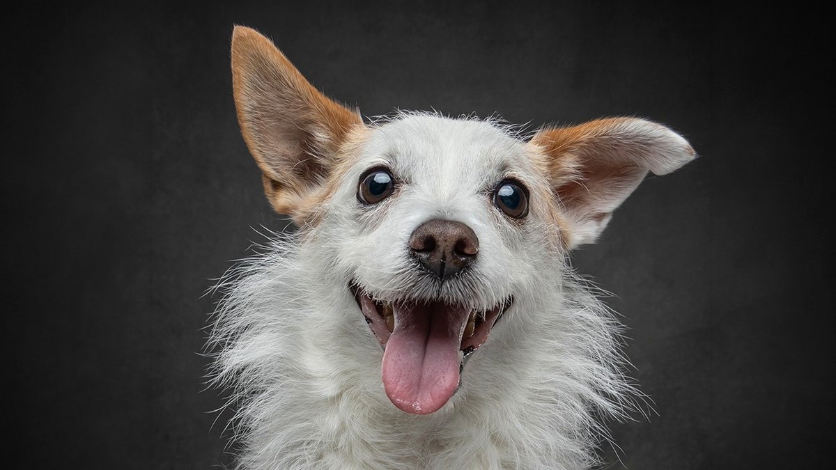 “Who’s Your Doggy”: A Coffee Table Book By This Artist Celebrating Dogs And Their Big Personalities (22 New Pics)